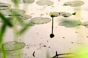 Lillies