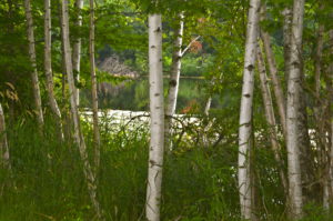 Trees Lake