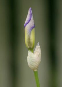 photo of iris