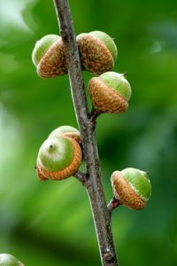 acorns on limb