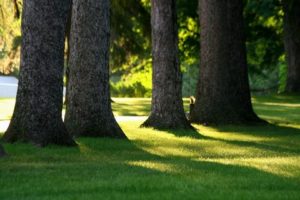 campus trees